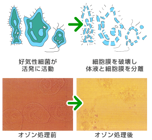 オゾン-1